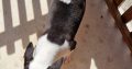 Mini bull terrier puppies