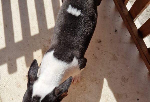 Mini bull terrier puppies