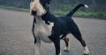 Bull Terrier puppies