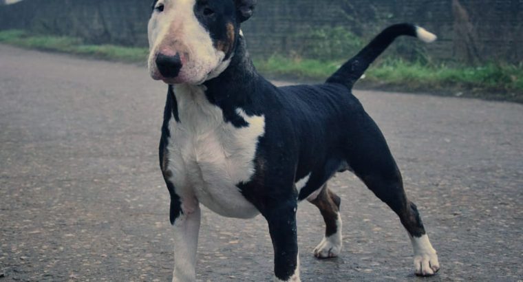 Bull Terrier puppies