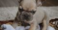 Exotic French Bulldog