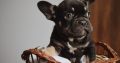 Exotic French Bulldog