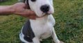 American pit bull terrier puppies