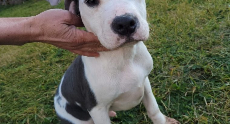 American pit bull terrier puppies