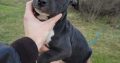 American pit bull terrier puppies