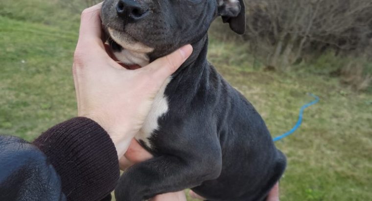 American pit bull terrier puppies