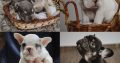 Exotic French Bulldog