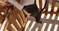 Mini bull terrier puppies