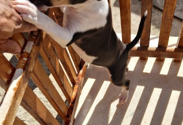 Mini bull terrier puppies