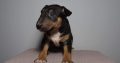 Bull Terrier puppies