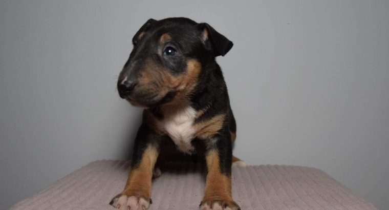 Bull Terrier puppies