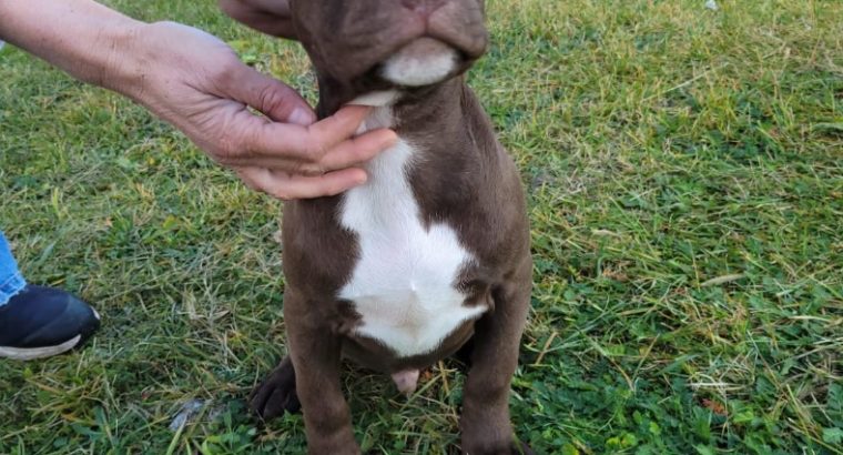 American pit bull terrier puppies
