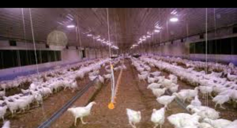 Olam Feed Factory Distributor
