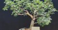 Senegalia burkei black monkey thorn bonsai tree for sale