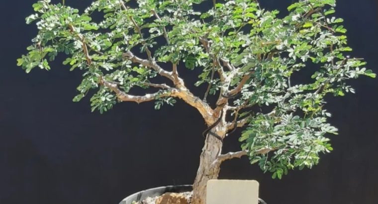Senegalia burkei black monkey thorn bonsai tree for sale