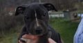 American pit bull terrier puppies
