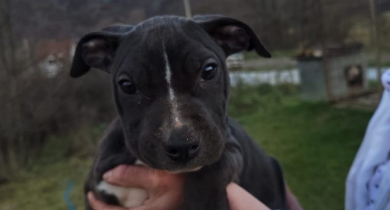 American pit bull terrier puppies