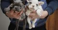Exotic French Bulldog