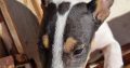 Mini bull terrier puppies