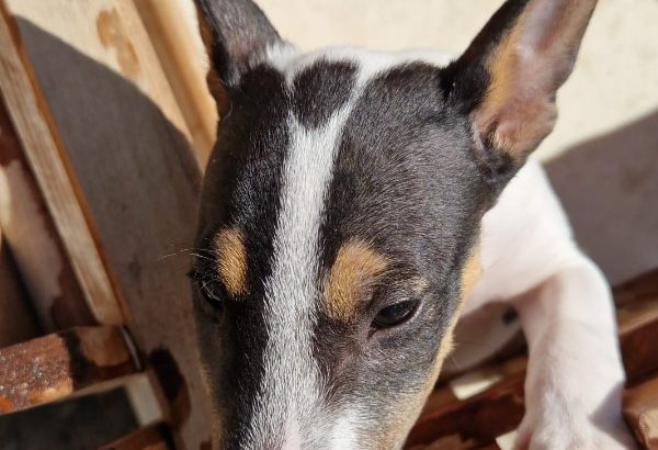 Mini bull terrier puppies