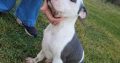 American pit bull terrier puppies