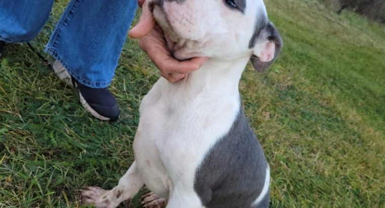 American pit bull terrier puppies
