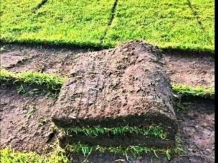 INSTANT EVERGREEN LAWN