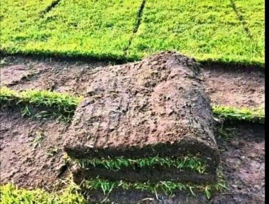 INSTANT EVERGREEN LAWN