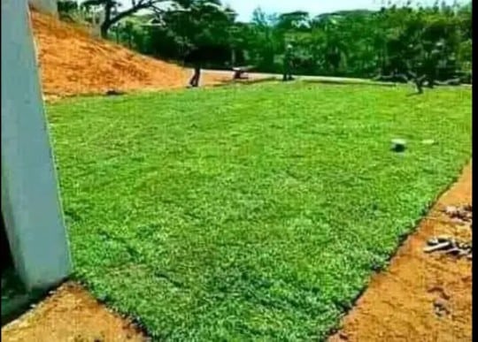 Top Quality Instant lawn