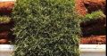 Top Quality Instant lawn