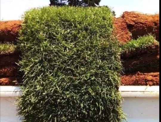 Top Quality Instant lawn