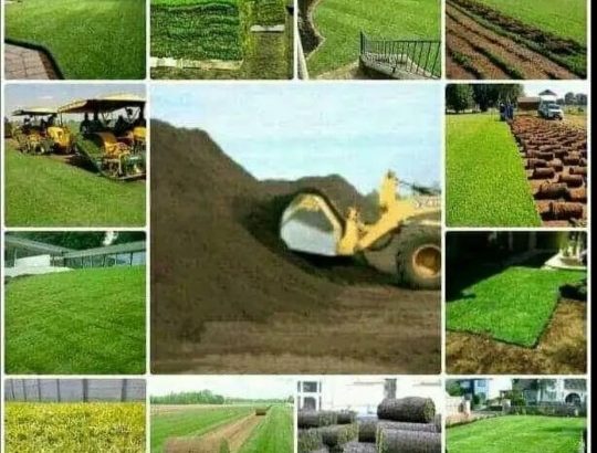 Top Quality Instant lawn