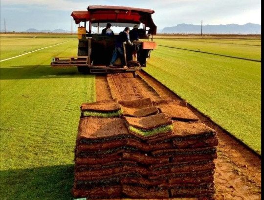 INSTANT EVERGREEN LAWN