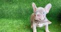 French Bulldog puppies for sale