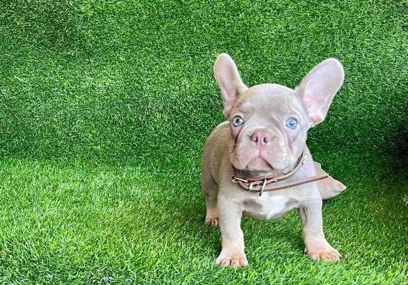 French Bulldog puppies for sale