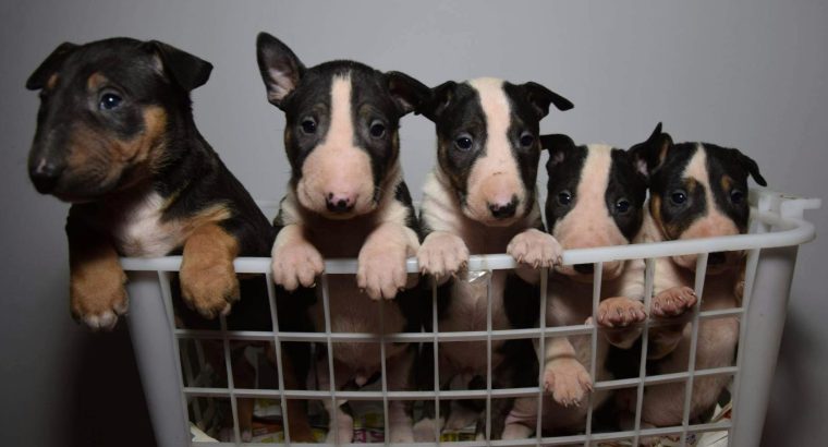 Bull Terrier puppies