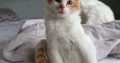 Cute Turkish van kittens available for sale