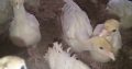 LOCAL TURKEY)- 2000 FOREIGN TURKEY 2900 call