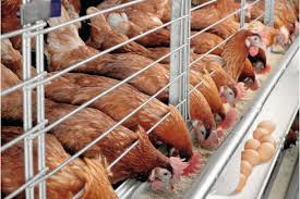 Olam Grains Company