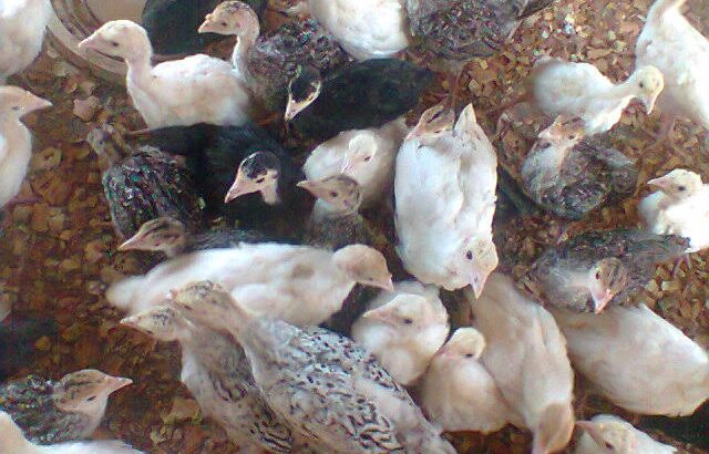 LOCAL TURKEY)- 2000 FOREIGN TURKEY 2900 call