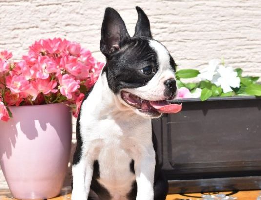 Boston terrier puppies for sale