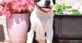 Boston terrier puppies for sale