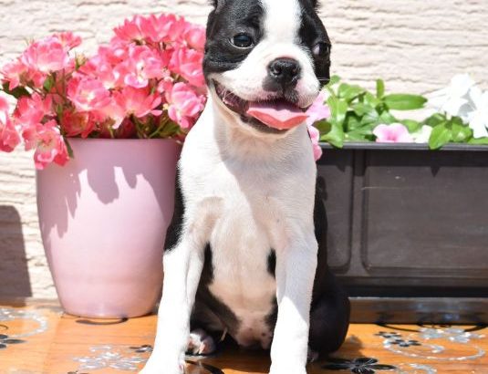 Boston terrier puppies for sale
