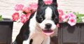 Boston terrier puppies for sale