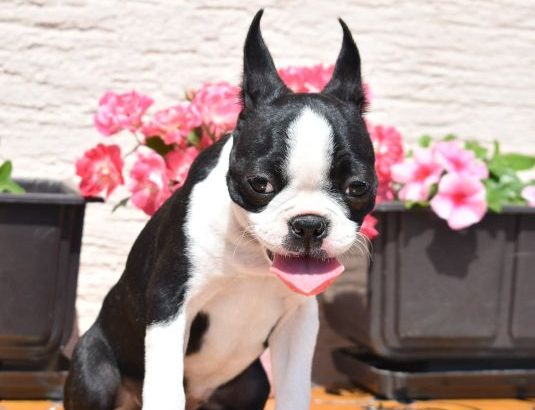 Boston terrier puppies for sale