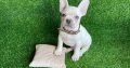 French Bulldog puppies for sale