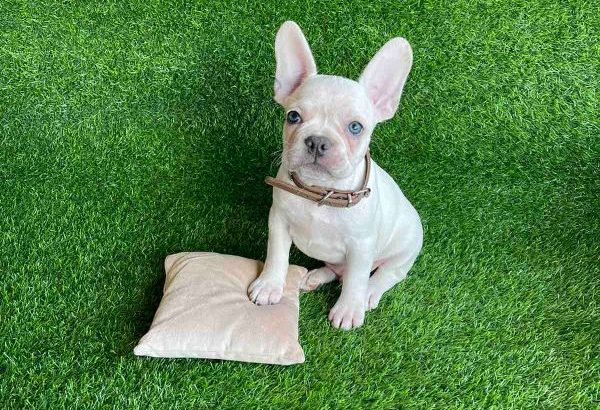 French Bulldog puppies for sale