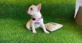French Bulldog puppies for sale