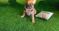French Bulldog puppies for sale