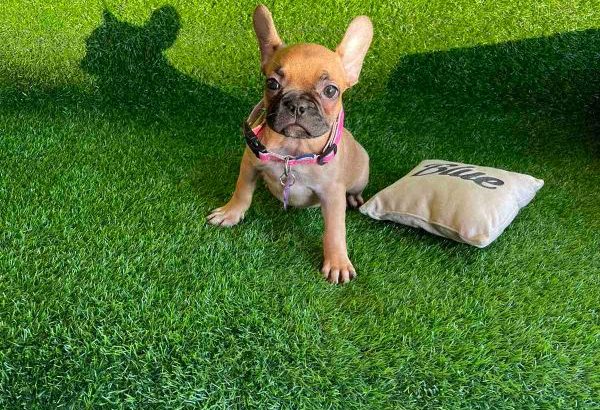 French Bulldog puppies for sale